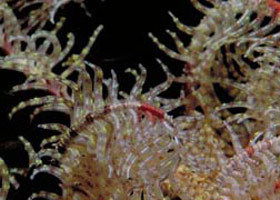 Point Danger Marine Sanctuary - Accommodation Mt Buller 0