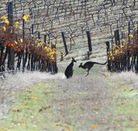 Blue Pyrenees Estate - Accommodation Mt Buller