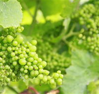 Waratah Hills Vineyard - Accommodation Mt Buller