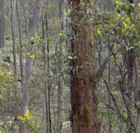 Heathcote-Graytown National Park - Accommodation Mt Buller