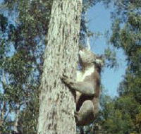 Creswick Regional Park - Accommodation Mt Buller