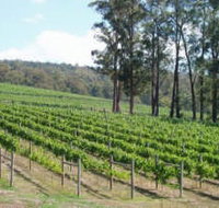 Piedmont Vineyard