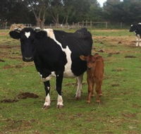 Animal Land Children's Farm - Accommodation Mt Buller