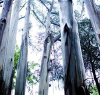 Dandenong Ranges National Park - Accommodation Mt Buller