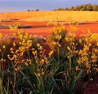 Royal Botanic Gardens Victoria Cranbourne - Accommodation Mt Buller