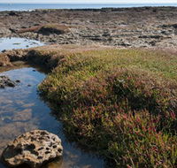 Ricketts Point Marine Sanctuary - Accommodation Mt Buller