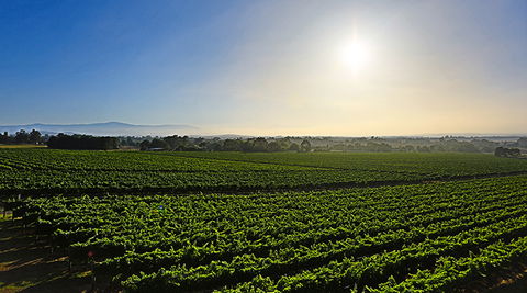 GREENSTONE VINEYARDS - Accommodation Mt Buller 0