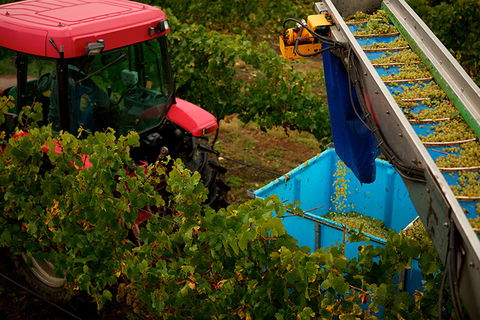 GREENSTONE VINEYARDS - Accommodation Mt Buller 3