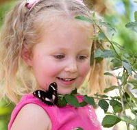 Coffs Harbour Butterfly House - Accommodation Mt Buller