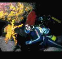 Solitary Islands Marine Park - Accommodation Mt Buller