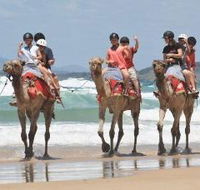 Camel Rides with Coffs Coast Camels - Accommodation Mt Buller