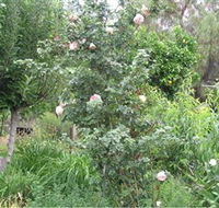 Tombstone Estate Vineyard - Accommodation Mt Buller