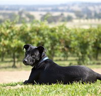 Moothi Estate Vineyard and Cellar Door - Accommodation Mt Buller