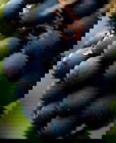 Swinging Bridge Estate - Accommodation Mt Buller 0