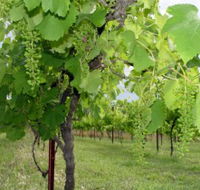 Holland Wines - Accommodation Mt Buller