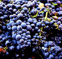 Nandroya Vineyard - Accommodation Mt Buller