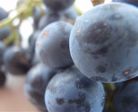 Cannibal Creek Vineyard - Accommodation Mt Buller 2