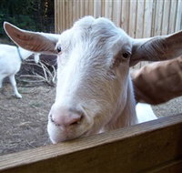 Drysdale Cheeses - Accommodation Mt Buller