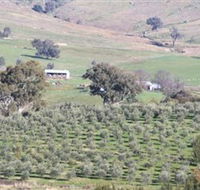 Wymah Organic Olives and Lambs - Accommodation Mt Buller