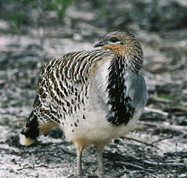 Yongergnow Australian Malleefowl Centre - Accommodation Mt Buller