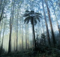Yarra Ranges National Park - Accommodation Mt Buller