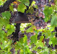  Murrumbateman Winery Company Pty Ltd  - Accommodation Mt Buller