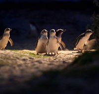 Phillip Island Nature Parks - Accommodation Mt Buller