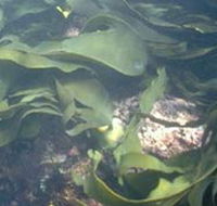 Churchill Island Marine National Park - Accommodation Mt Buller