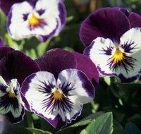 Newtown Park State Rose Garden - Accommodation Mt Buller