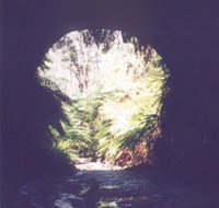Glow Worm Tunnel - Accommodation Mt Buller