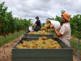 Golden Grove Estate - Accommodation Mt buller 0