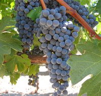 Joshuas Fault Wine - Accommodation Mt Buller