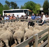 Gold Creek Station - Accommodation Mt Buller