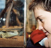 Canberra Reptile Zoo - Accommodation Mt Buller