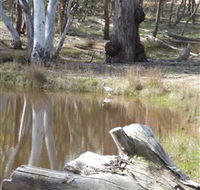 Mulligans Flat - Accommodation Mt Buller
