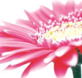 Burwood Plaza - Accommodation Mt Buller