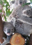 Cohunu Koala Park - Accommodation Mt Buller 1