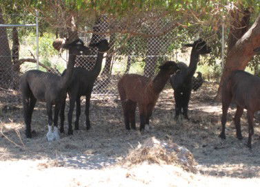 Cohunu Koala Park - Accommodation Mt Buller 2