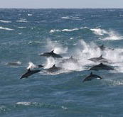 Tamboi Queen Cruises - Accommodation Mt Buller