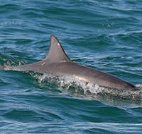 Byron Bay Dolphin Wildlife Tours - Accommodation Mt Buller