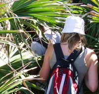 Palm Jungle loop track - Accommodation Mt Buller