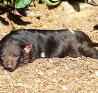 Symbio Wildlife Park - Accommodation Mt Buller