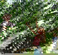 Forest Range Cherries - Accommodation Mt Buller