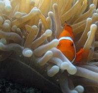 Beaver Reef Dive Site
