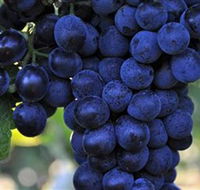 De Bortoli Wines Bilbul - Accommodation Mt Buller