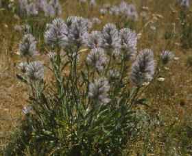 Terrick Terrick National Park - Accommodation Mt Buller 0