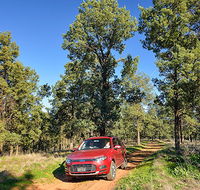 Forest drive - Accommodation Mt Buller