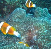 Davies Reef Dive Site - Accommodation Mt Buller