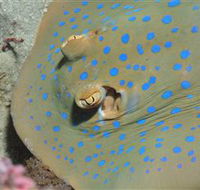 Jorgey's Patch Dive Site - Accommodation Mt Buller