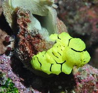 The Oasis Dive Site - Accommodation Mt Buller